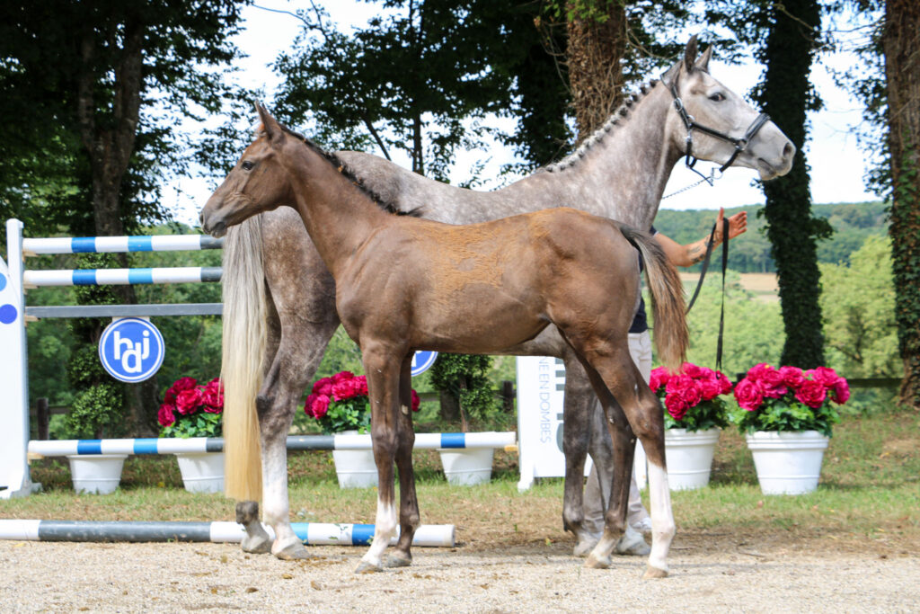 Canouchka des Joanins Z