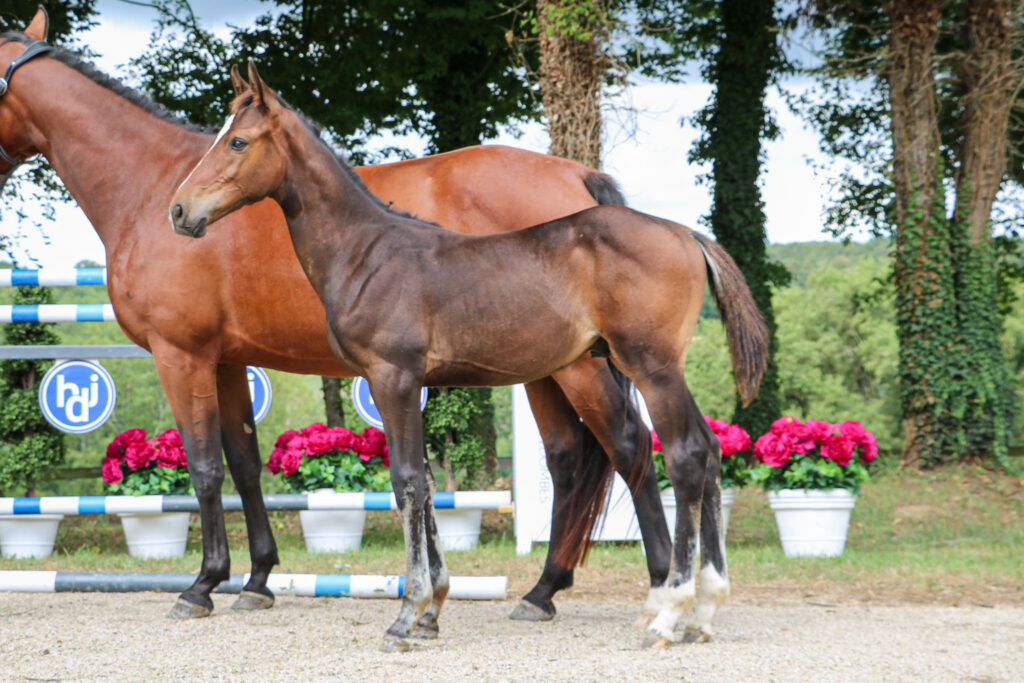 Pimlico des Joanins